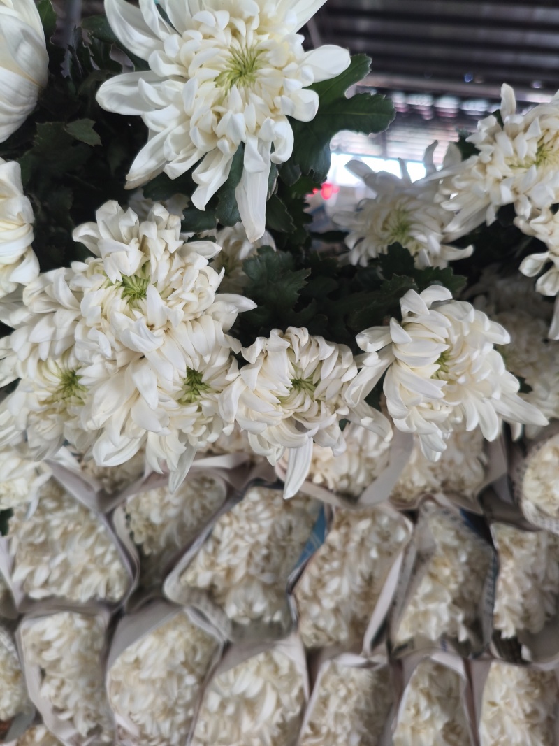广州清明白菊