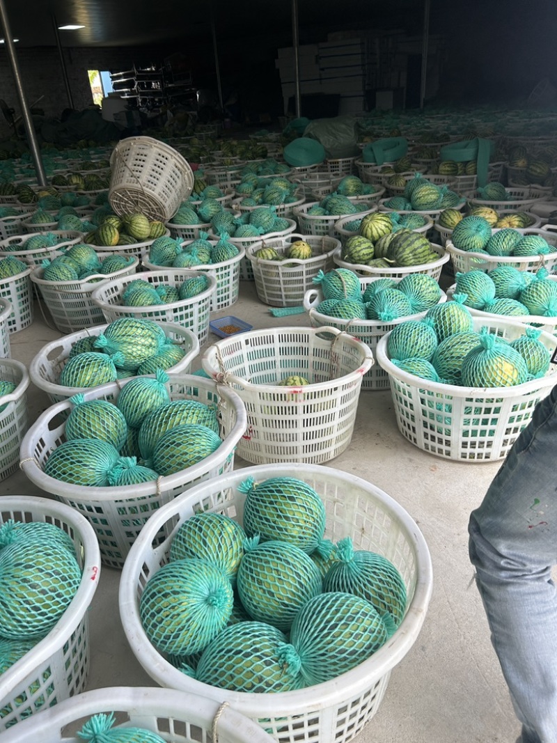 广东雷州🍉麒麟美都！精品好货出货中！