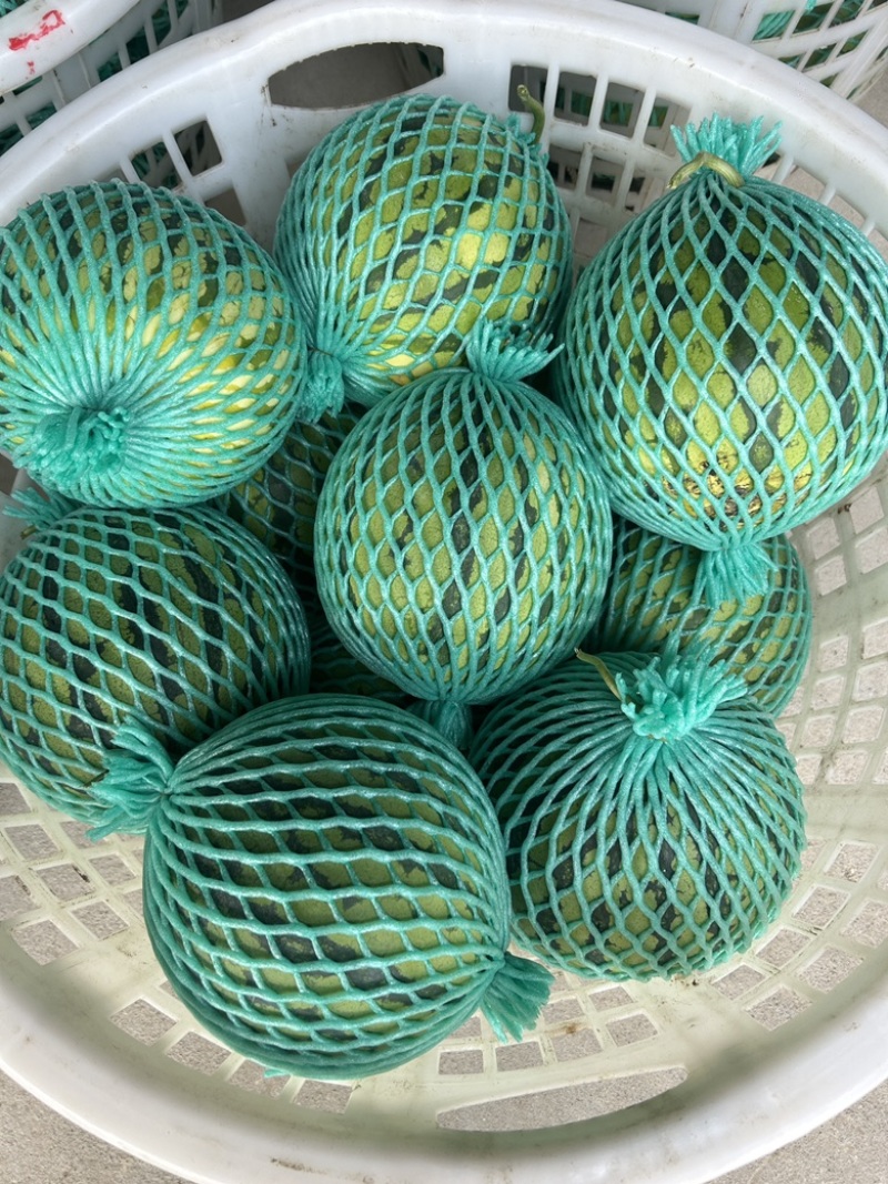 广东雷州🍉麒麟美都！精品好货出货中！