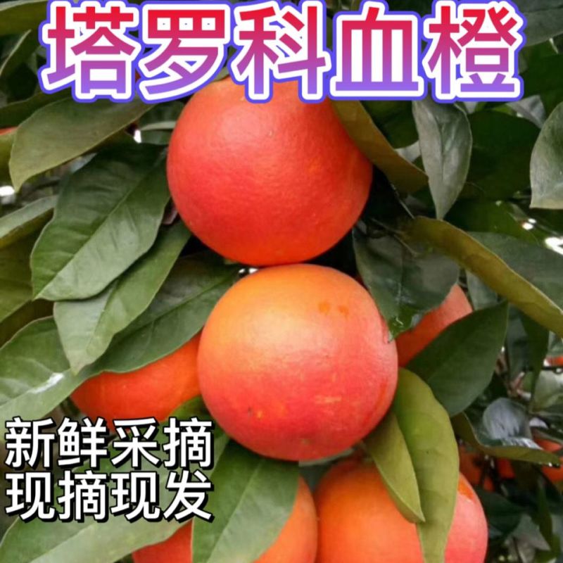 《塔罗科血橙》重庆万州大量上市中基地直发对接商超团购电商