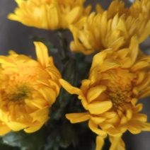 广州清明黄菊
