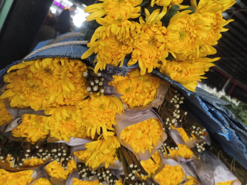 广州清明黄菊