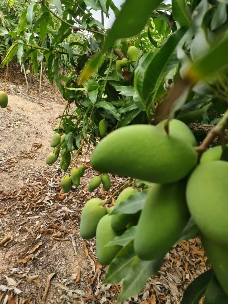 《包邮》广西百色小台芒基地直发保质保量现摘现发一件代发