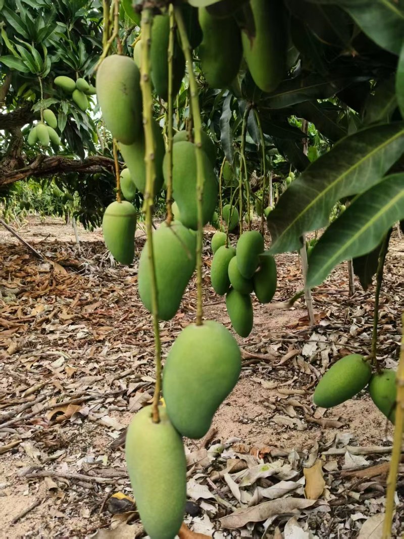 《包邮》广西百色小台芒基地直发保质保量现摘现发一件代发