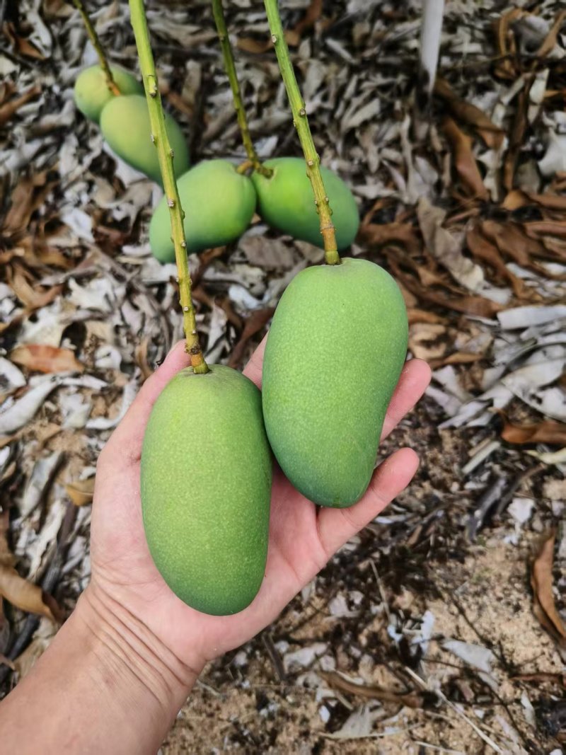 《包邮》广西百色小台芒基地直发保质保量现摘现发一件代发