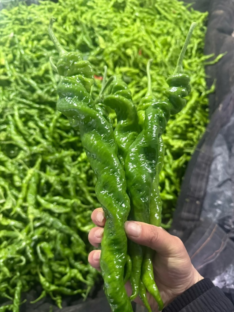 螺丝椒产区，对接电商，市场，超市
