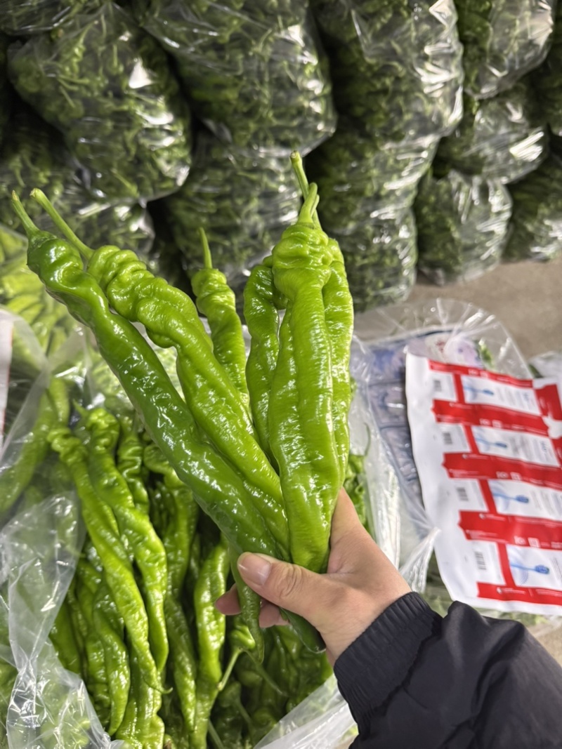 螺丝椒产区，对接电商，市场，超市