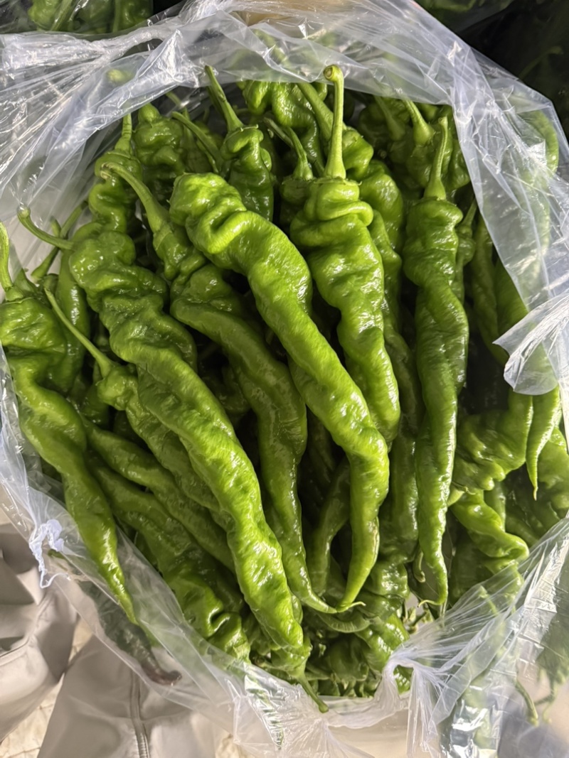 螺丝椒产区，对接电商，市场，超市