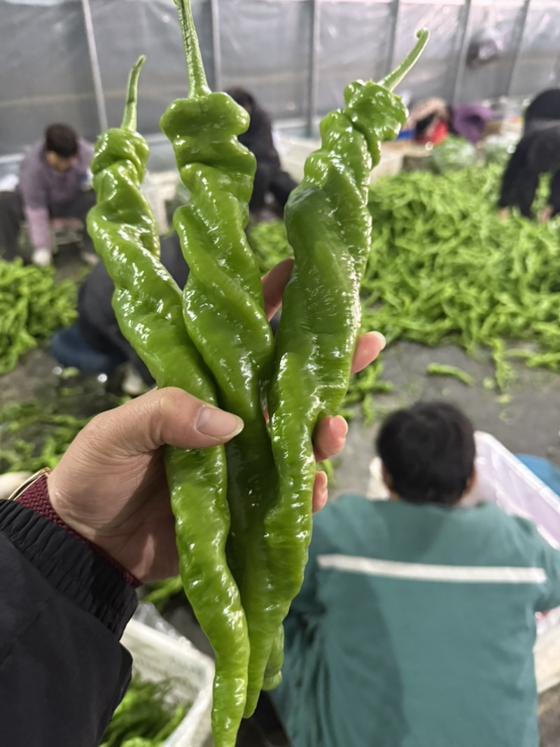 螺丝椒产区，对接电商，市场，超市