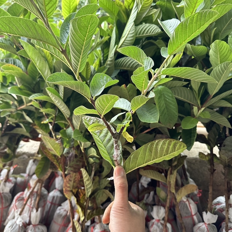 广西灵山县武利镇珍珠白番石榴杯苗正品果苗大量现苗