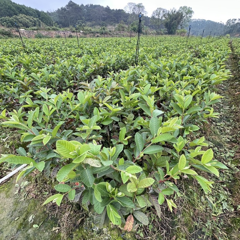 广西灵山县武利镇珍珠白番石榴杯苗正品果苗大量现苗