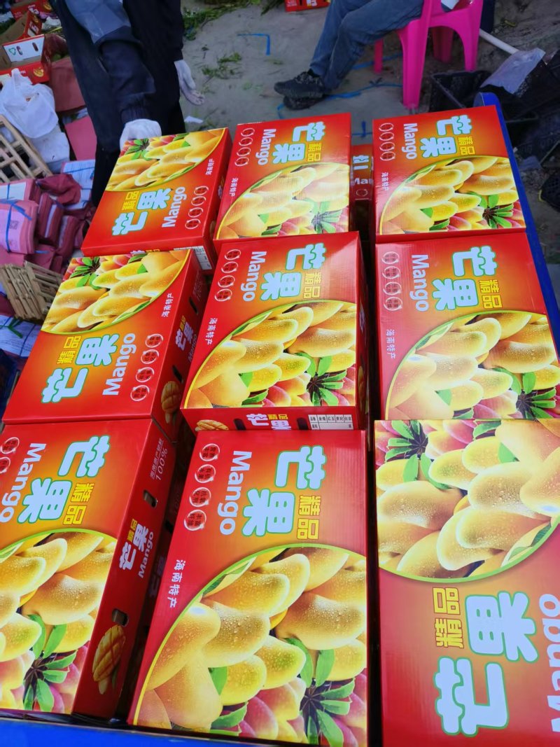 广西百色小台芒基地直发产地代办，市场代卖，诚信经营
