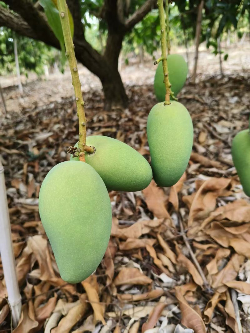 广西百色小台芒大量上市中批发零售均可基地直发一件代发