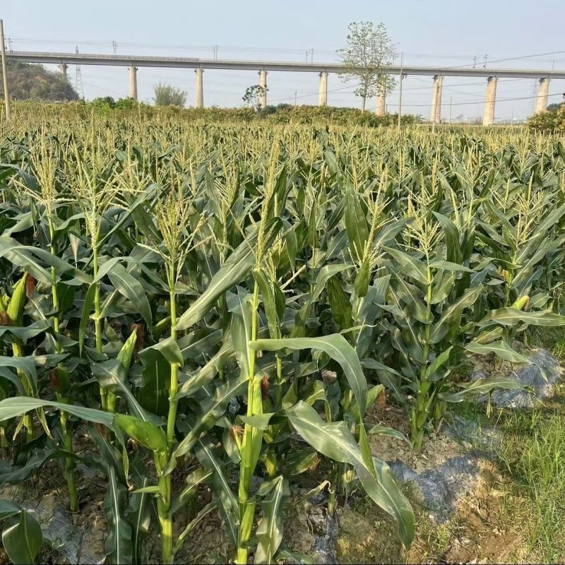 太阳花玉米产地火爆销售中对接电商平台团购市场商超保证质量