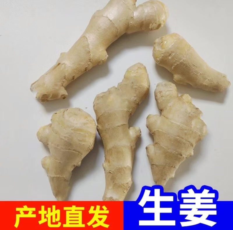 山东大姜水洗无泥黄姜鲜姜姜块批发