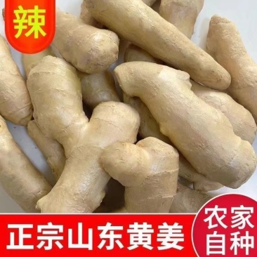 山东大姜水洗无泥黄姜鲜姜姜块批发