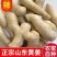 山东大姜水洗无泥黄姜鲜姜姜块批发