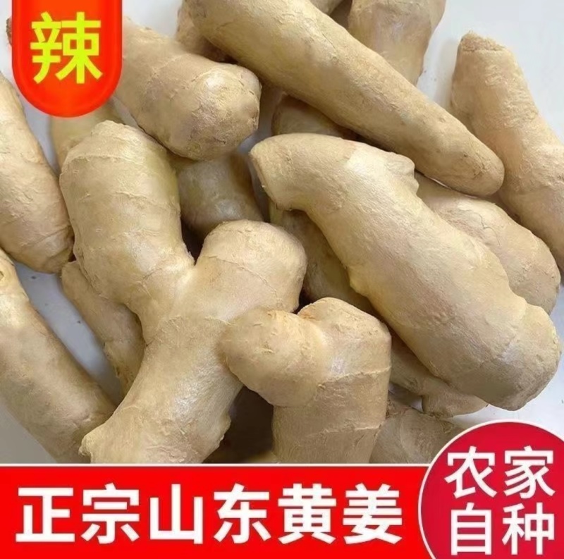 山东大姜水洗无泥黄姜鲜姜姜块批发