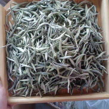 茶叶，高黎贡山脚下的茶叶