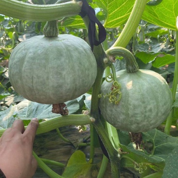 天山银栗南瓜种子新疆白皮银栗南瓜种籽板栗味香甜粉糯