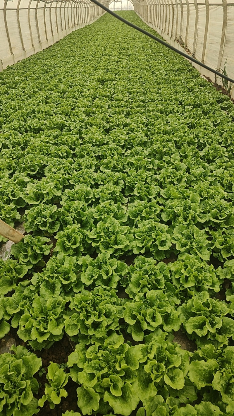 意大利
