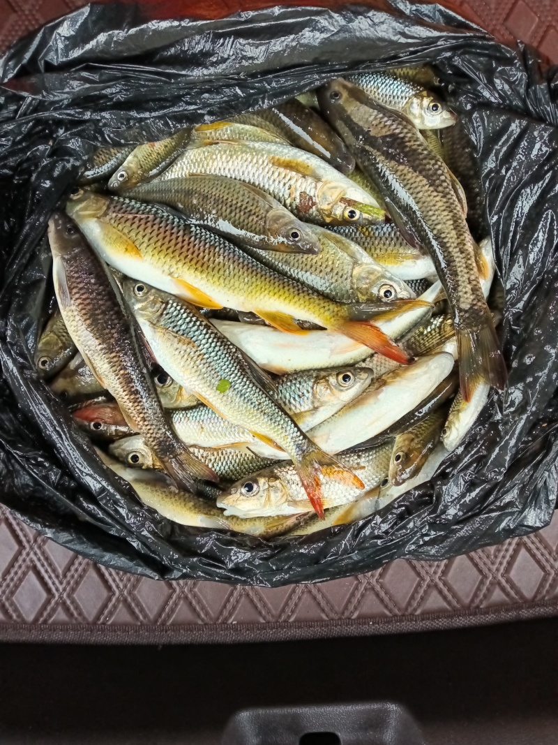 石河鱼