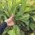 珍珠芭乐白心芭乐番石榴苗杯苗营养杯苗
