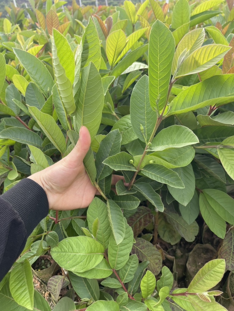 珍珠芭乐白心芭乐番石榴苗杯苗营养杯苗