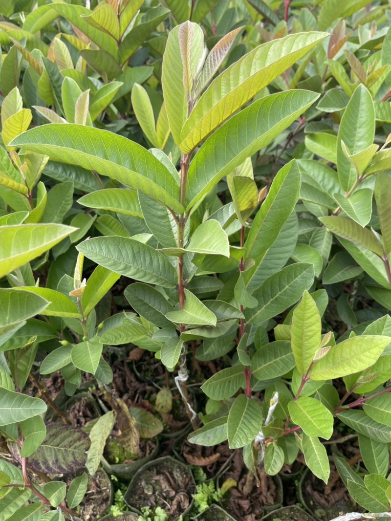 珍珠芭乐白心芭乐番石榴苗杯苗营养杯苗