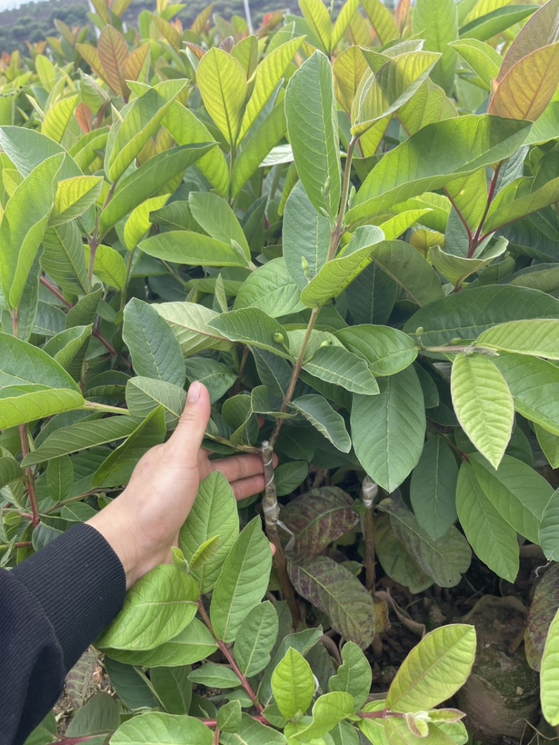 珍珠芭乐白心芭乐番石榴苗杯苗营养杯苗