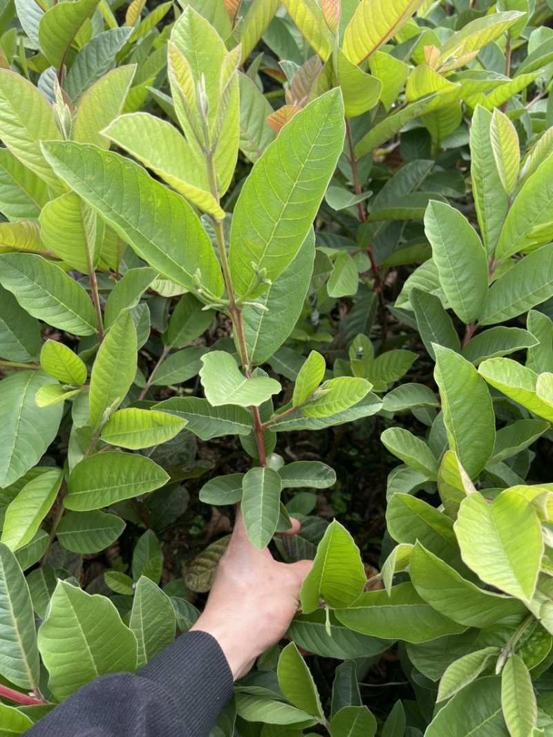 珍珠芭乐白心芭乐番石榴苗杯苗营养杯苗