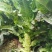 夏宝BB型莴苣种子耐高温莴笋种籽圆叶早秋种植长势旺产量高