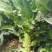 夏宝BB型莴苣种子耐高温莴笋种籽圆叶早秋种植长势旺产量高