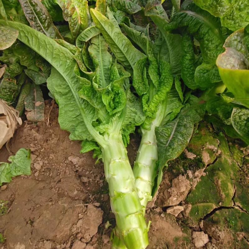 夏宝BB型莴苣种子耐高温莴笋种籽圆叶早秋种植长势旺产量高