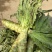 夏宝BB型莴苣种子耐高温莴笋种籽圆叶早秋种植长势旺产量高