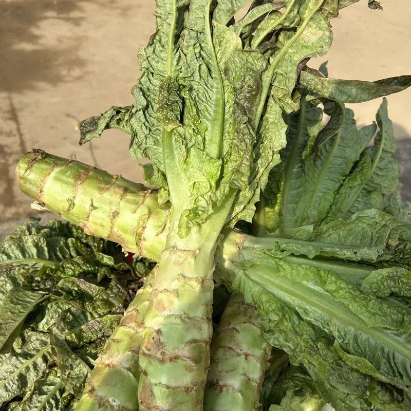 夏宝BB型莴苣种子耐高温莴笋种籽圆叶早秋种植长势旺产量高
