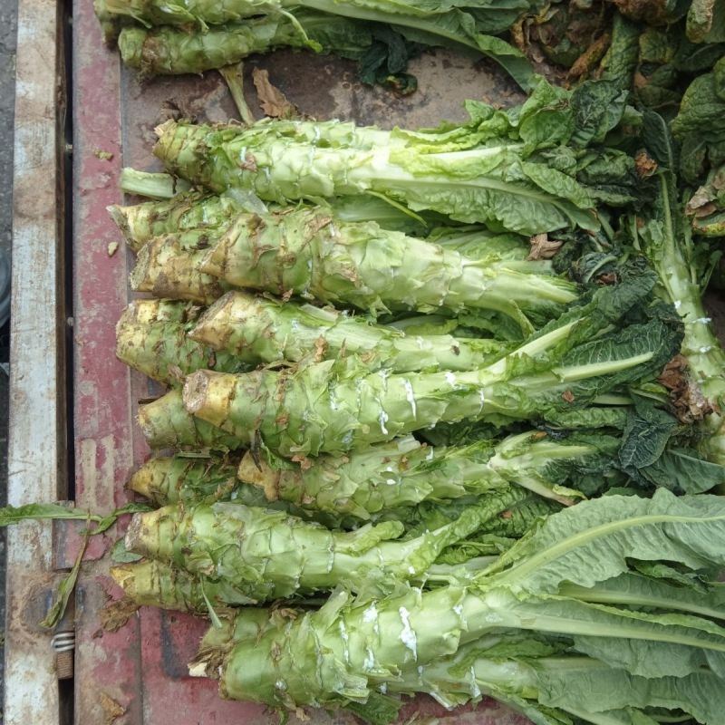夏宝BB型莴苣种子耐高温莴笋种籽圆叶早秋种植长势旺产量高