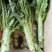 夏宝BB型莴苣种子耐高温莴笋种籽圆叶早秋种植长势旺产量高