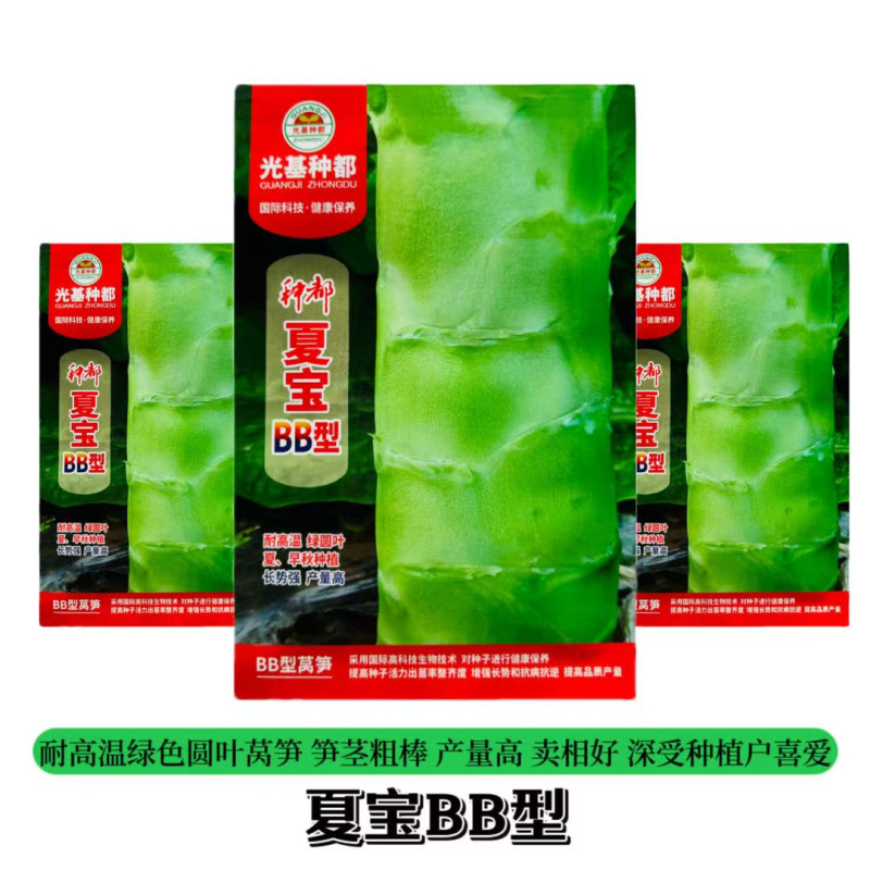 夏宝BB型莴苣种子耐高温莴笋种籽圆叶早秋种植长势旺产量高
