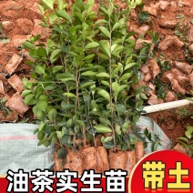 广西油茶苗实生苗软枝油茶高产优质种子苗杯苗带营养杯
