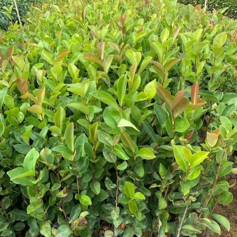 广西油茶苗实生苗软枝油茶高产优质种子苗杯苗带营养杯