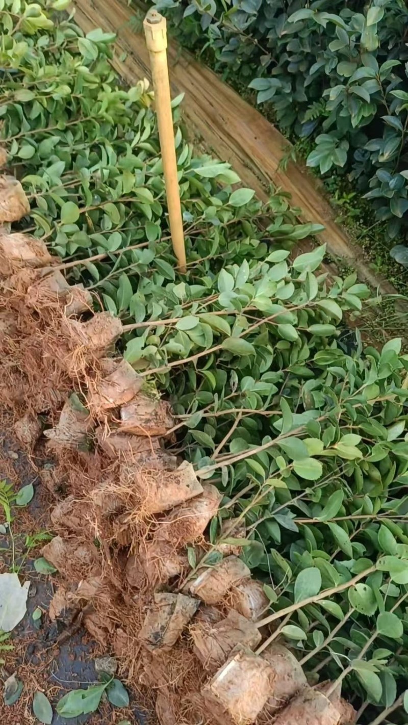 广西油茶苗实生苗软枝油茶高产优质种子苗杯苗带营养杯