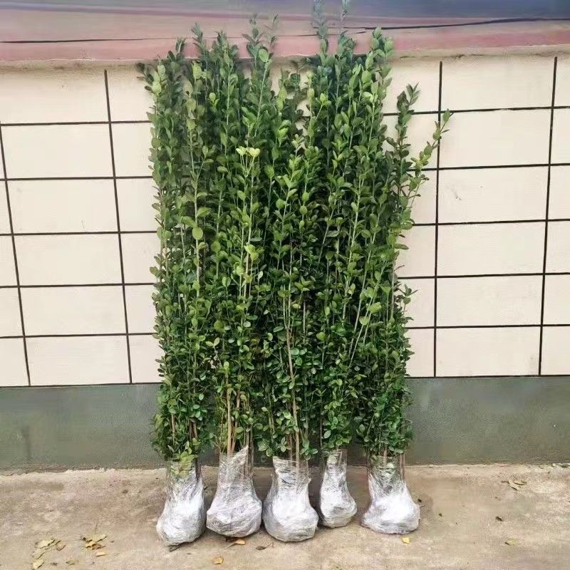 北海道黄杨树苗围墙篱笆植物大叶冬青树苗四季常青耐寒庭院树