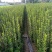 北海道黄杨树苗围墙篱笆植物大叶冬青树苗四季常青耐寒庭院树