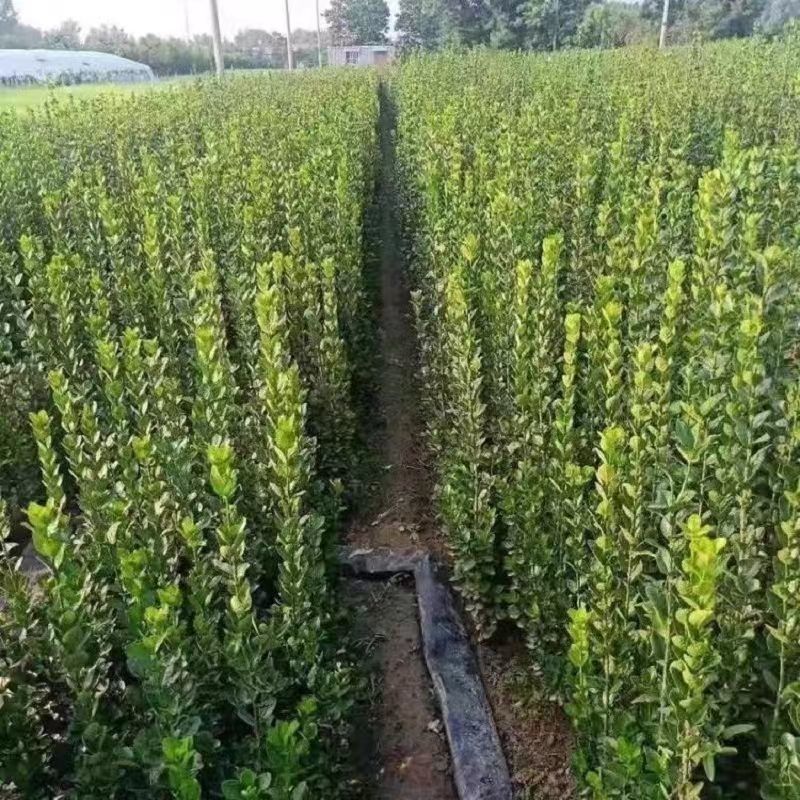 北海道黄杨树苗围墙篱笆植物大叶冬青树苗四季常青耐寒庭院树