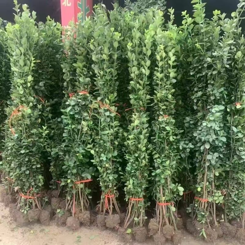 北海道黄杨树苗围墙篱笆植物大叶冬青树苗四季常青耐寒庭院树