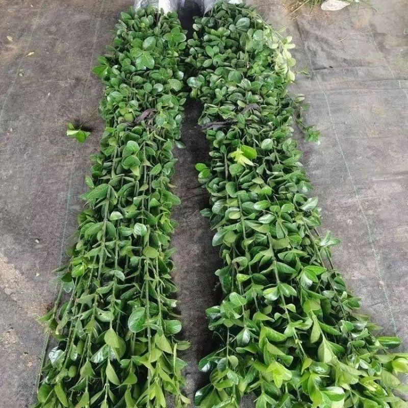 北海道黄杨树苗围墙篱笆植物大叶冬青树苗四季常青耐寒庭院树
