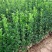 北海道黄杨树苗围墙篱笆植物大叶冬青树苗四季常青耐寒庭院树