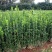 北海道黄杨树苗围墙篱笆植物大叶冬青树苗四季常青耐寒庭院树