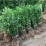 北海道黄杨树苗围墙篱笆植物大叶冬青树苗四季常青耐寒庭院树
